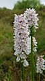 White orchid in Clara bog. 03