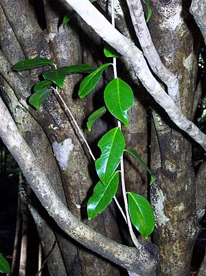 Xylosma terrae-reginae trunk & leaves.jpg