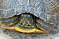 Yellow-bellied slider