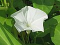 甕菜 Ipomoea aquatica -香港西貢獅子會自然教育中心 Saikung, Hong Kong- (9240155912)