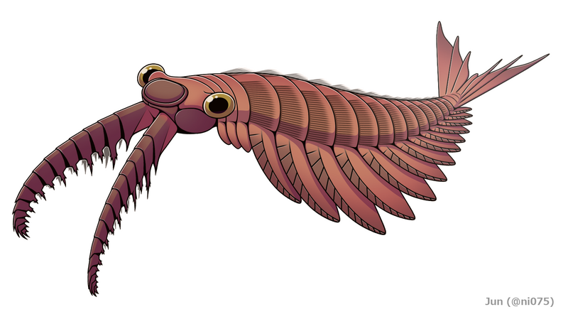 20210626 Anomalocaris