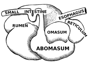 Abomasum (PSF)
