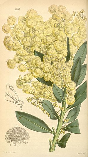 Acacia celastrifolia illustration (35211200666)