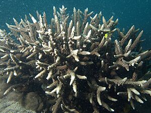 Acropora vaughani, Poruma 2.JPG