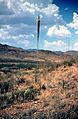 Agave lechuguilla habitus