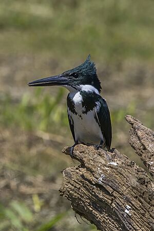 Amazon kingfisher (Chloroceryle amazona) female Cayo.jpg