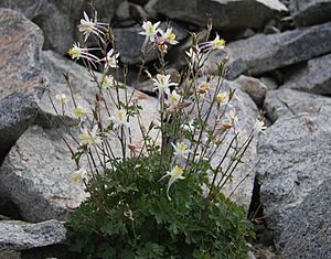 Aquilegia pubescens plant in rocks.jpg