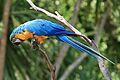 Ara ararauna -Auckland Zoo-8a