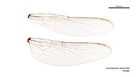 Austroaeschna anacantha female wings (35012895256)