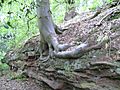 Badger Dingle - ash tree root