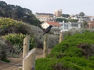 Baker Beach path with shrubs and crow