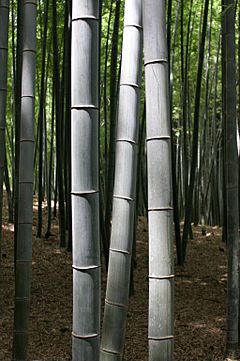 BambooKyoto.jpg