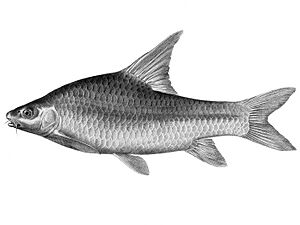 Barbus bynni The fishes of the Nile (Pl. XXXIV) (6961612141).jpg
