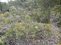 Beaufortia purpurea (habit)