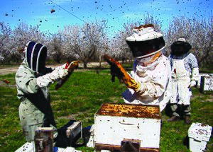 Beekeepers inspect their colonies in a California almond orchard