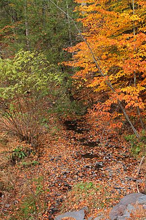 Benson Hollow looking upstream