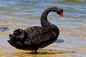 Black swan jan09