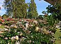 Blooming roses at Huntington Library in Pasadena, California. April 2022 20220418 160140