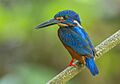 Blue-eared Kingfisher(1)