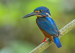 Blue-eared Kingfisher(1)
