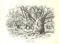 Book Illustration of Needwood Forest