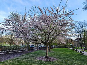 Boston Public Garden Yoshino Cherry tree 2025