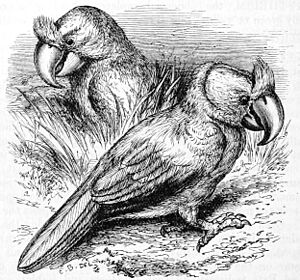 Broad-billed Parrot