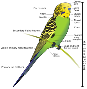 Budgerigar diagram-labeled