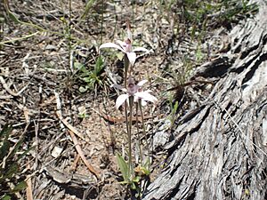 Caladenia hirta rosea 01