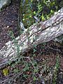 Calafate-Berberis buxifolia