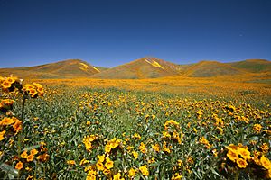 California Wildflowers off Bitterwater Rd 23Mar2010