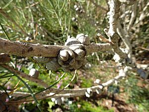 Calothamnus gilesii (fruits)