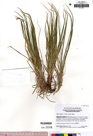 Carex inops inops.jpg