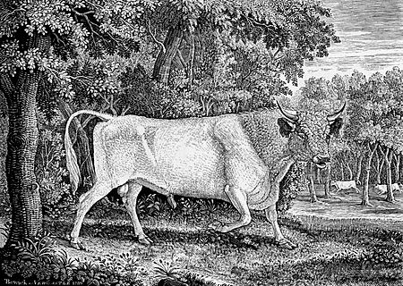 Chillingham Bull by Thomas Bewick 1789