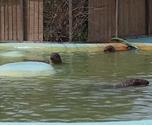 Common seals and grey seals recuperating together at Mablethorpe Seal Sanctuary and Wildlife Park in 2017