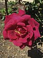 Crimson Glory Maddingley 5-11-2013