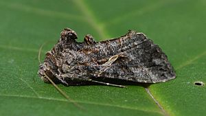 Ctenoplusia oxygramma - Sharp-stigma Looper Moth (9942240674).jpg