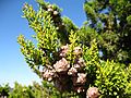 Cupressus forbesii at Coal Canyon-Sierra Peak, Orange County - Flickr - theforestprimeval (16).jpg
