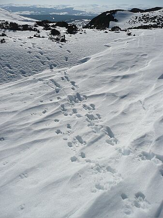 Deer tracks - geograph.org.uk - 1748387