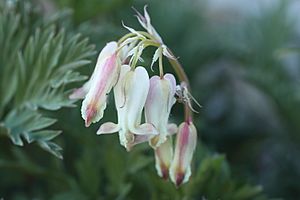 Dicentra nevadensis imported from iNaturalist photo 22525515 on 5 December 2019.jpg