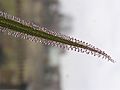 Drosera regia leaf Darwiniana
