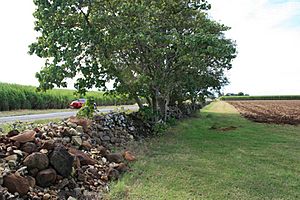 Dry-rubble wall Sunnyside Plantation (2009)
