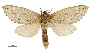 Dumbletonius unimaculatus female.jpg