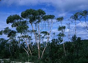 Eucalyptus decurva habit.jpg