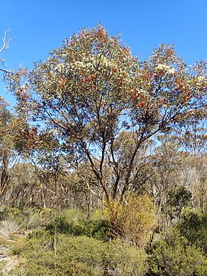 Eucalyptus extensa flowering.jpg