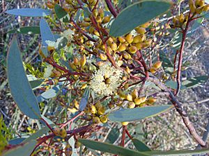 Eucalyptus socialis flower