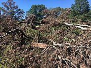 The fallen Arbutus Oak as of September 15, 2019