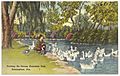Feeding the swans, Avondale Park, Birmingham, Ala. (7372460514)