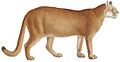 Felis concolor - 1818-1842 - Print - Iconographia Zoologica - Special Collections University of Amsterdam -(white background)
