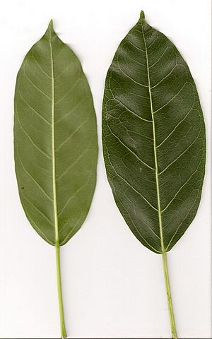 Ficus virens sublanceolata leaves.jpg